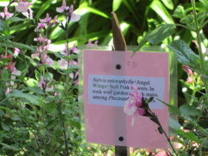 There are many models for labelling plants in the garden and woking out the best one seems important when collections rea held. It helps us and it helps our visitors