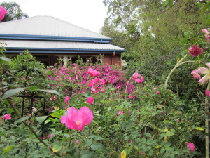 South Rose Garden. Rose Beauty of Glenhurst