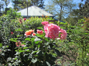 Front Path Garden Rose Maurice Utrillo