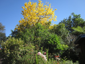 Tabebuia chrysora in spring