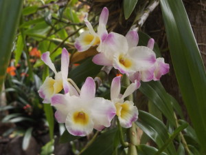 dendrobium nobile